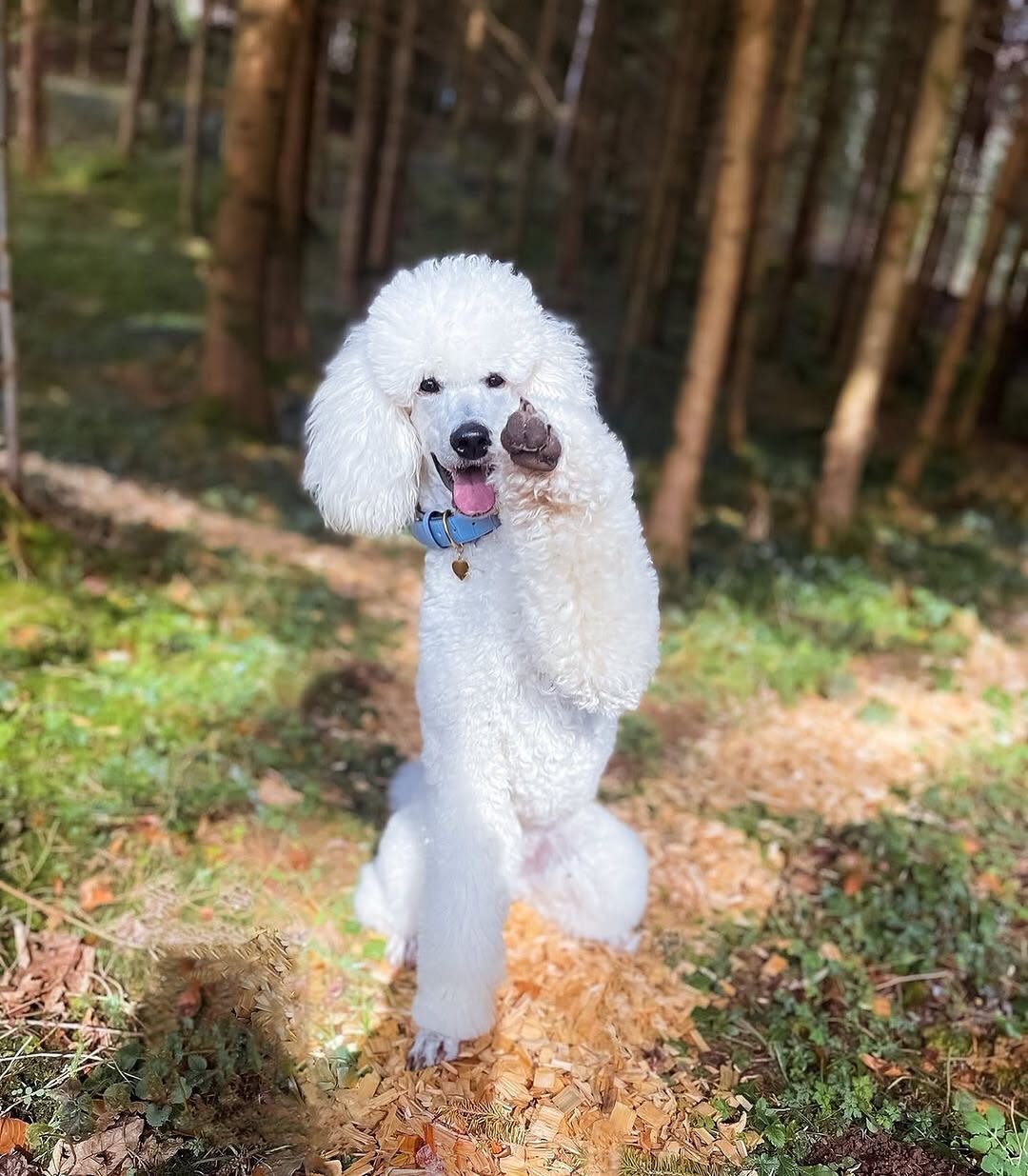 Poodle_Sizes-