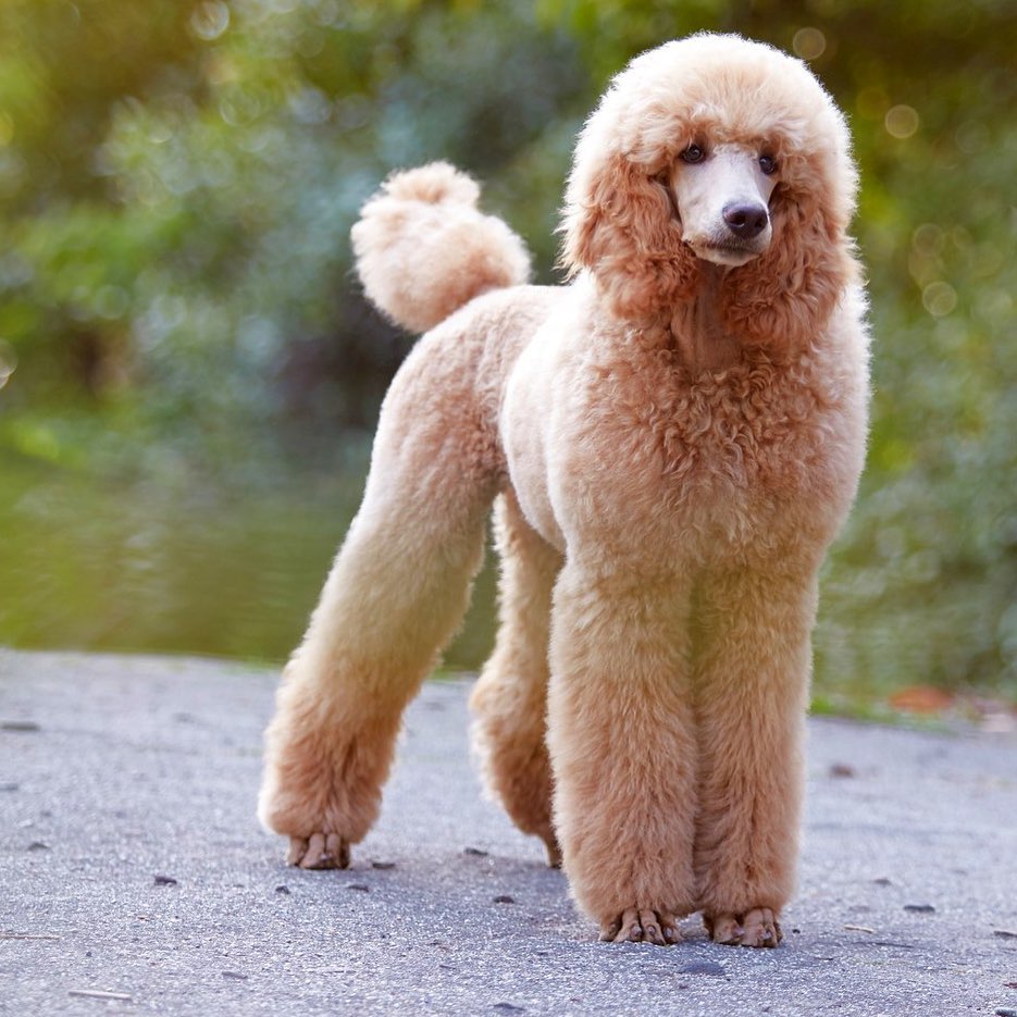 Poodle fur hotsell