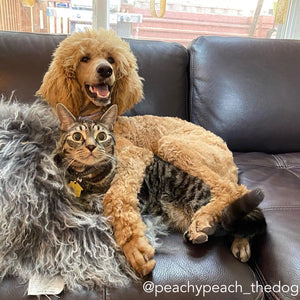 Are Poodles good with cats? Revealed