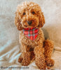 Best Poodle Crossbreeds to Buy in 2021