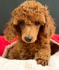 Is Your Poodle Getting the Right Nutrition?