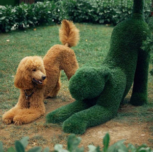 Interesting facts about poodles