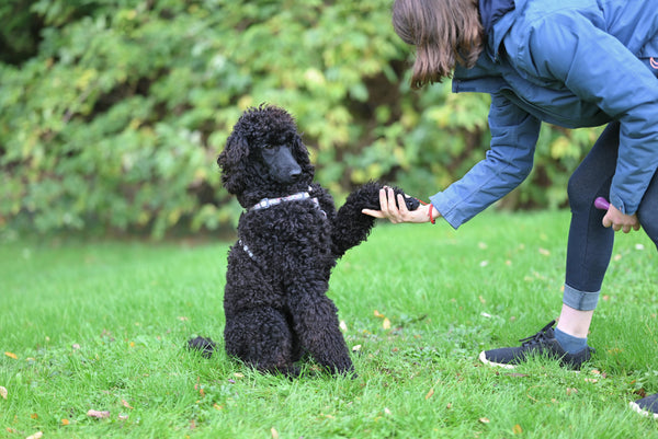How to Train a Poodle: Step-by-Step Guide for Beginners – Poodles World