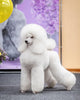 Busting the Myths: 7 Hilarious Misconceptions About Poodles
