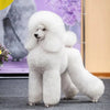 Poodle Dog Haircuts