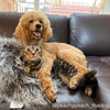 Do poodles and cats get along? Revealed