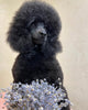 French Poodle Dog