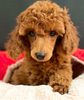 Is Your Poodle Getting the Right Food?
