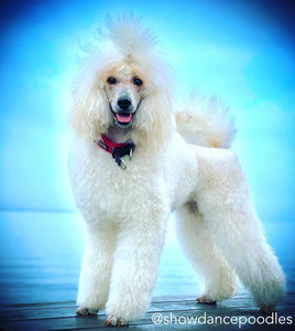 Poodle Dog Personality and Temperament