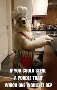 If You Could Steal a Poodle Trait, Which One Would It Be?
