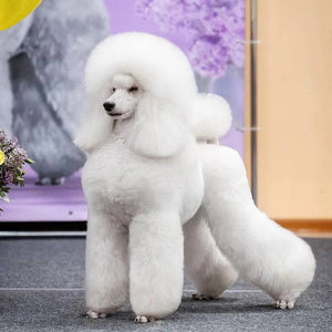 French Poodle: 7 Hilarious French Poodle Dog Misconceptions