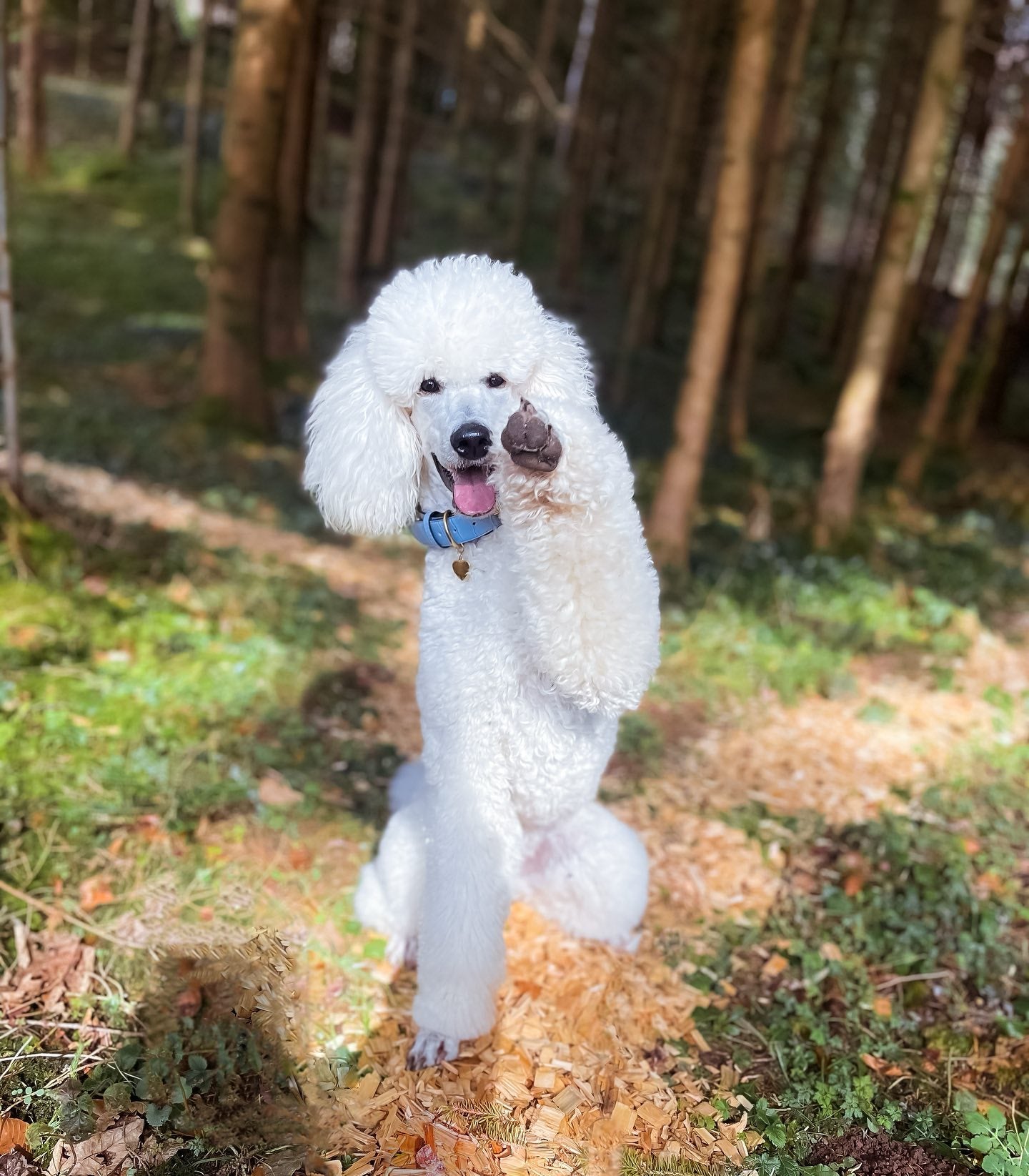 Poodle Cuts Poodle Dog Haircuts Poodles World