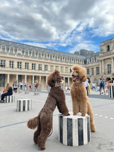 Tuski & Tana in the City of Love