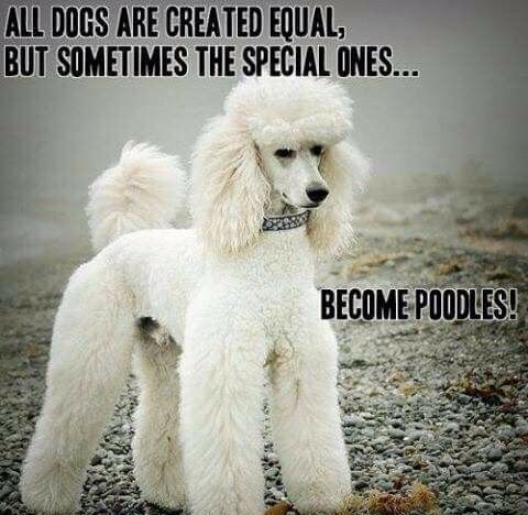 Why Are Poodles Different?