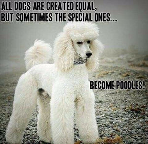 Why Are Poodles Different?