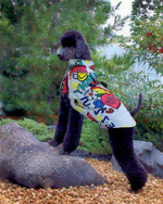 Load image into Gallery viewer, Poodle Graffiti Waterproof Jacket
