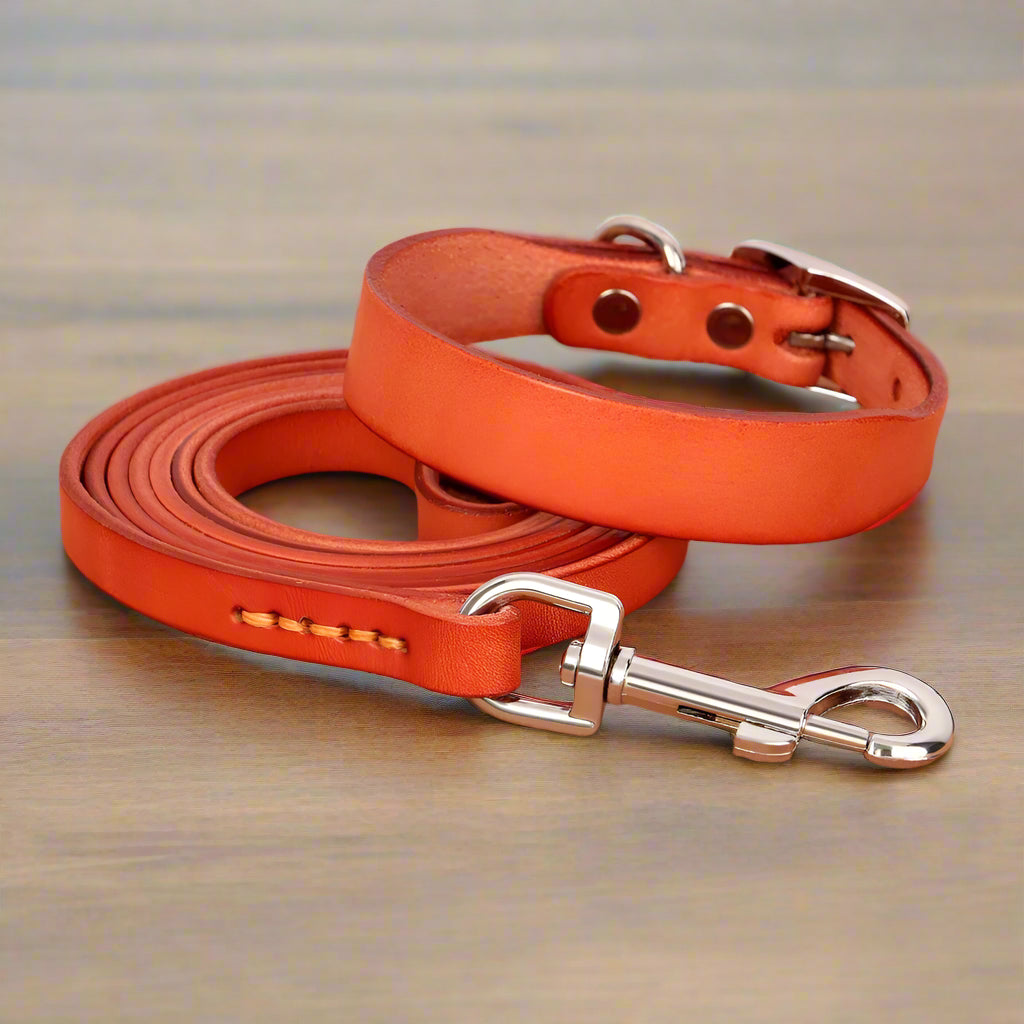 Orange dog collar