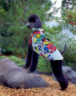 Load image into Gallery viewer, Poodle Graffiti Waterproof Jacket - Poodles World
