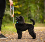 Load image into Gallery viewer, Poodle Handmade Collar Leash Set
